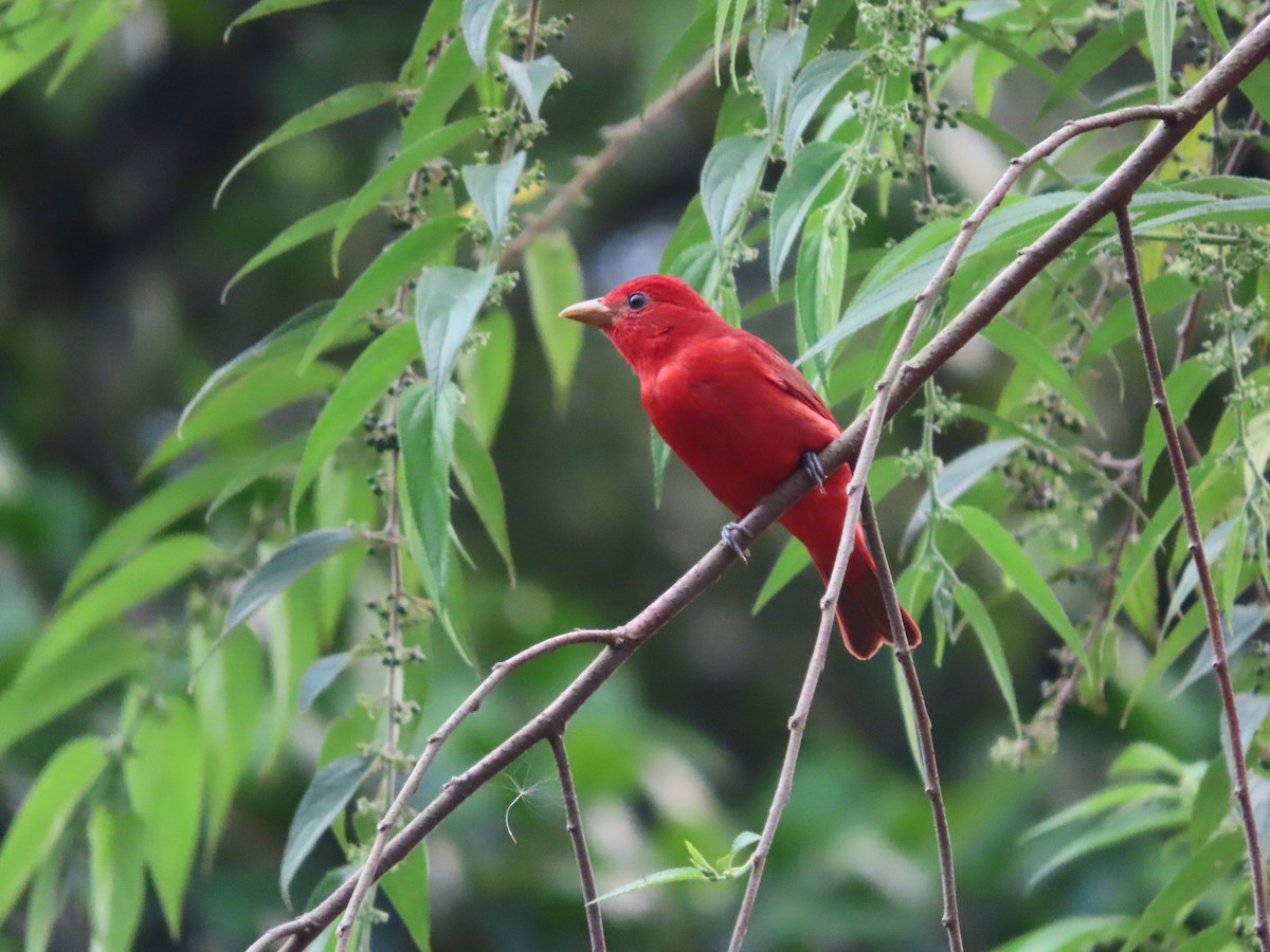Summer Tanager - Michelle Browning
