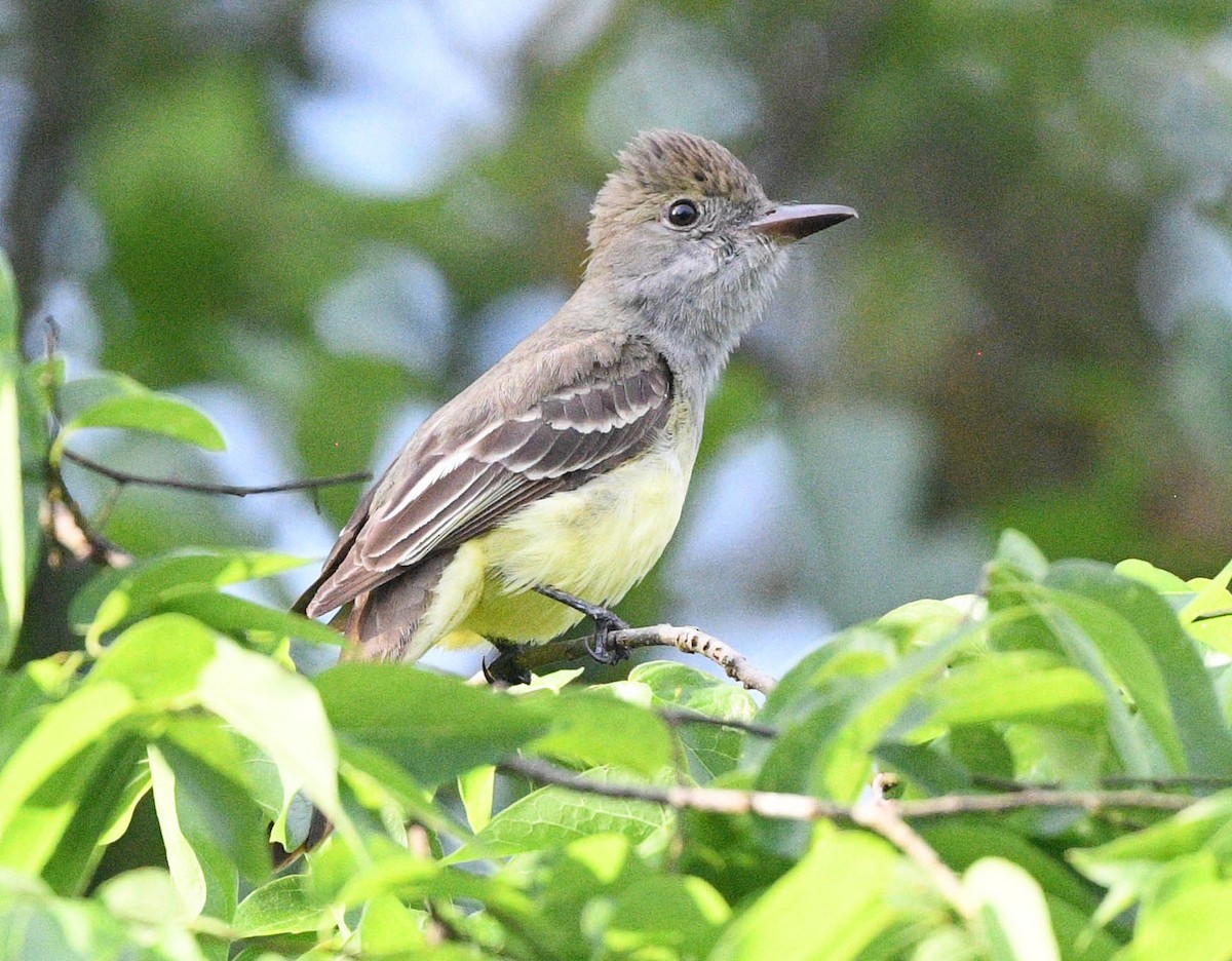 Great Crested Flycatcher - ML618046206