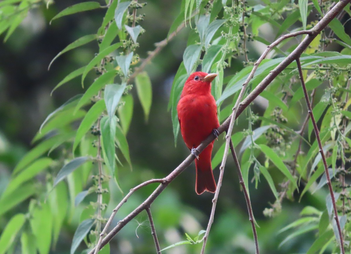 Summer Tanager - Michelle Browning