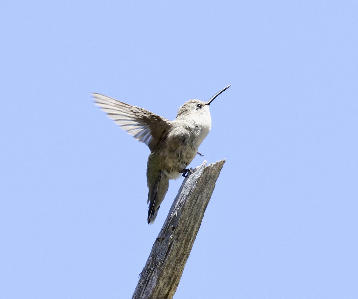 Costa's Hummingbird - Adam Dudley