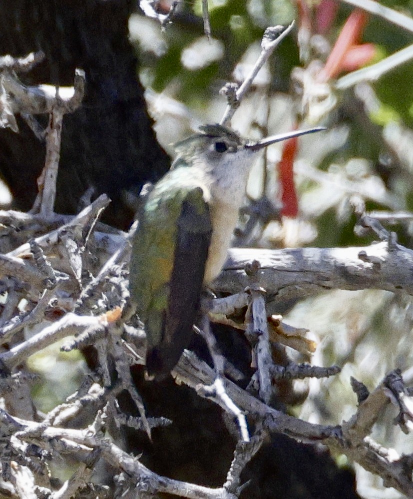 Calliope Hummingbird - ML618046221