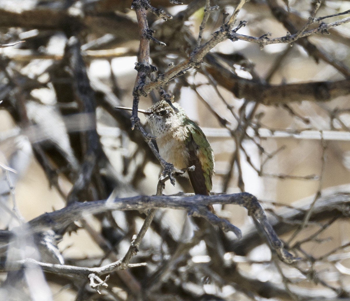 Calliope Hummingbird - ML618046223