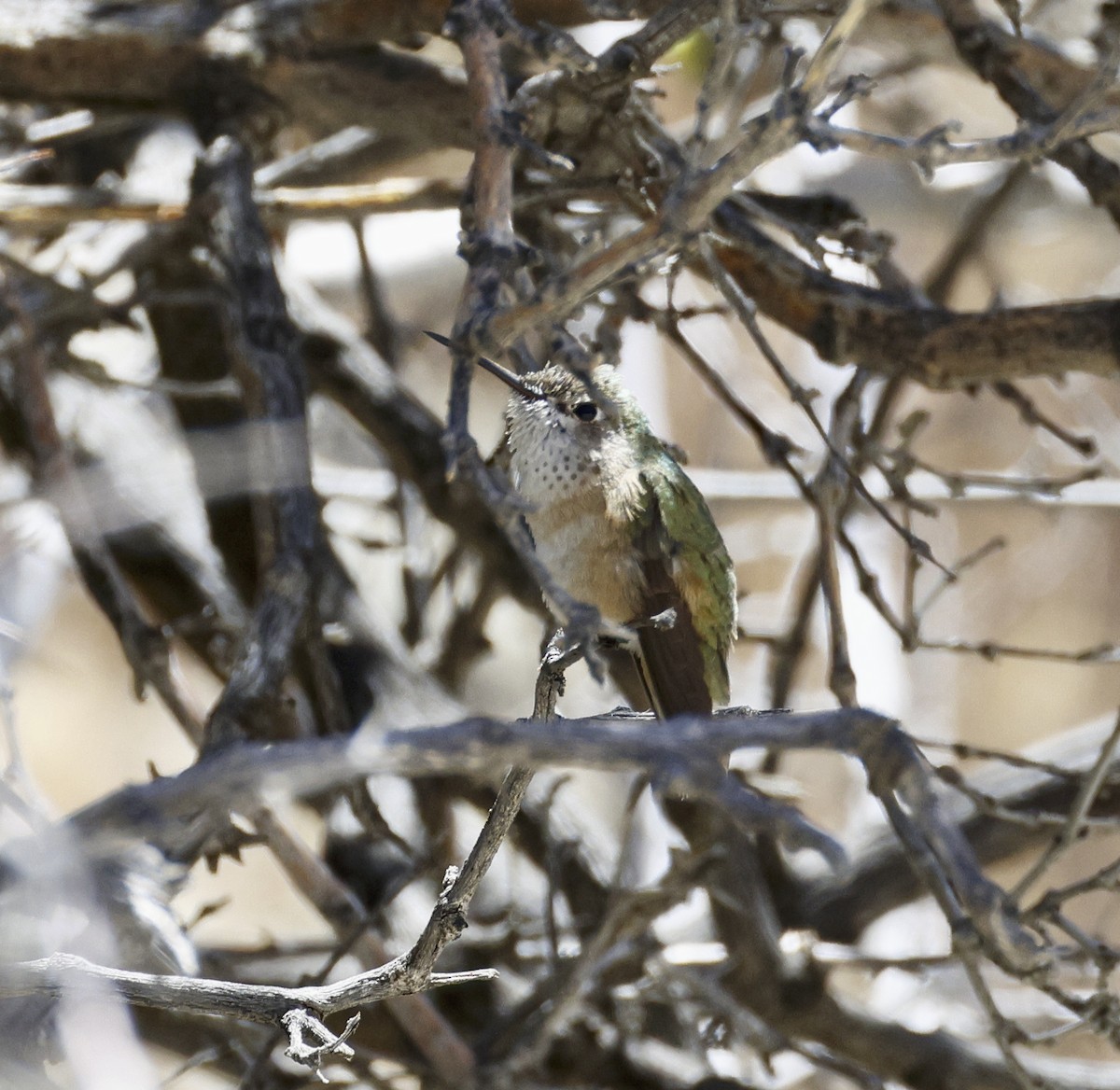 Calliope Hummingbird - ML618046224