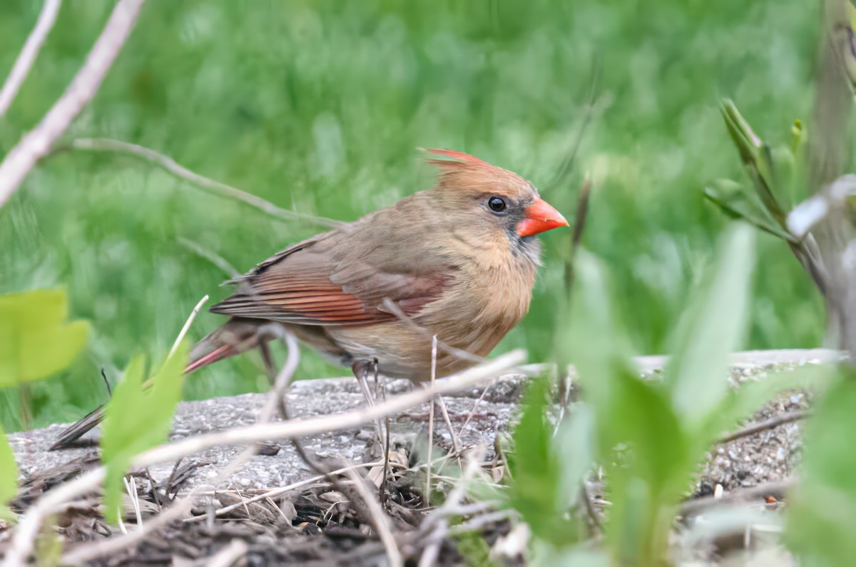 Northern Cardinal - Bert Filemyr