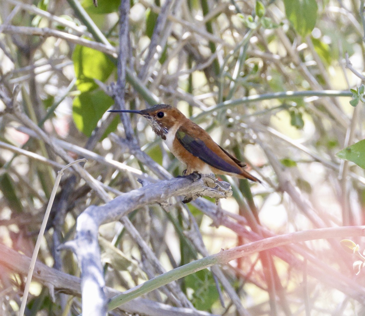 Rufous Hummingbird - ML618046236
