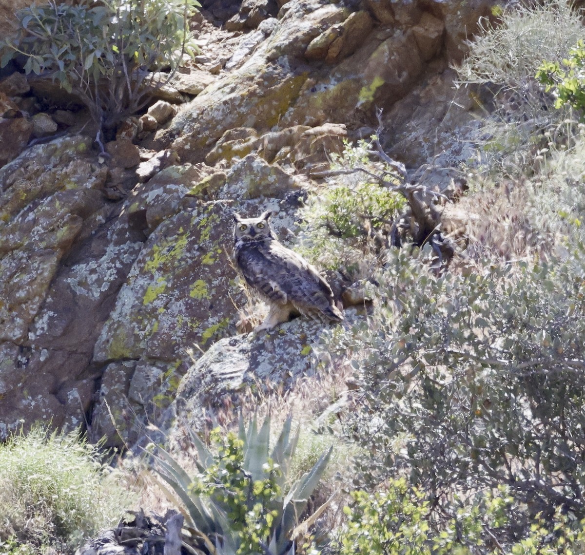 Great Horned Owl - ML618046244