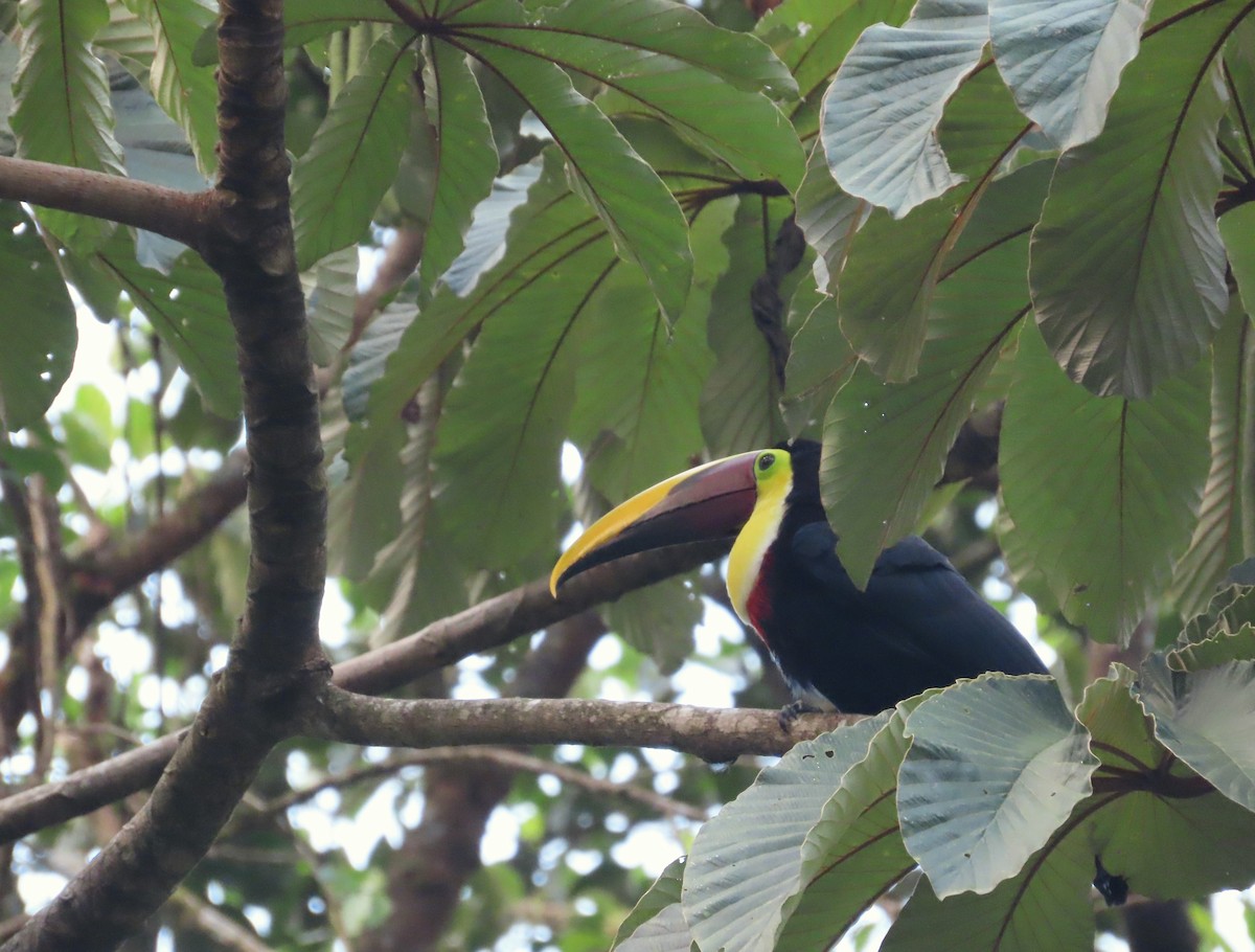 Yellow-throated Toucan - Michelle Browning