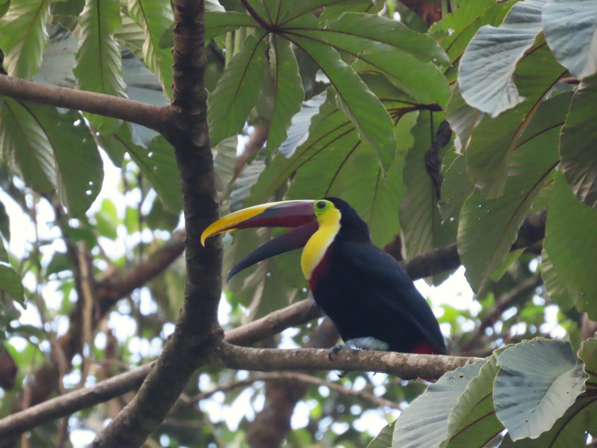 Yellow-throated Toucan - Michelle Browning