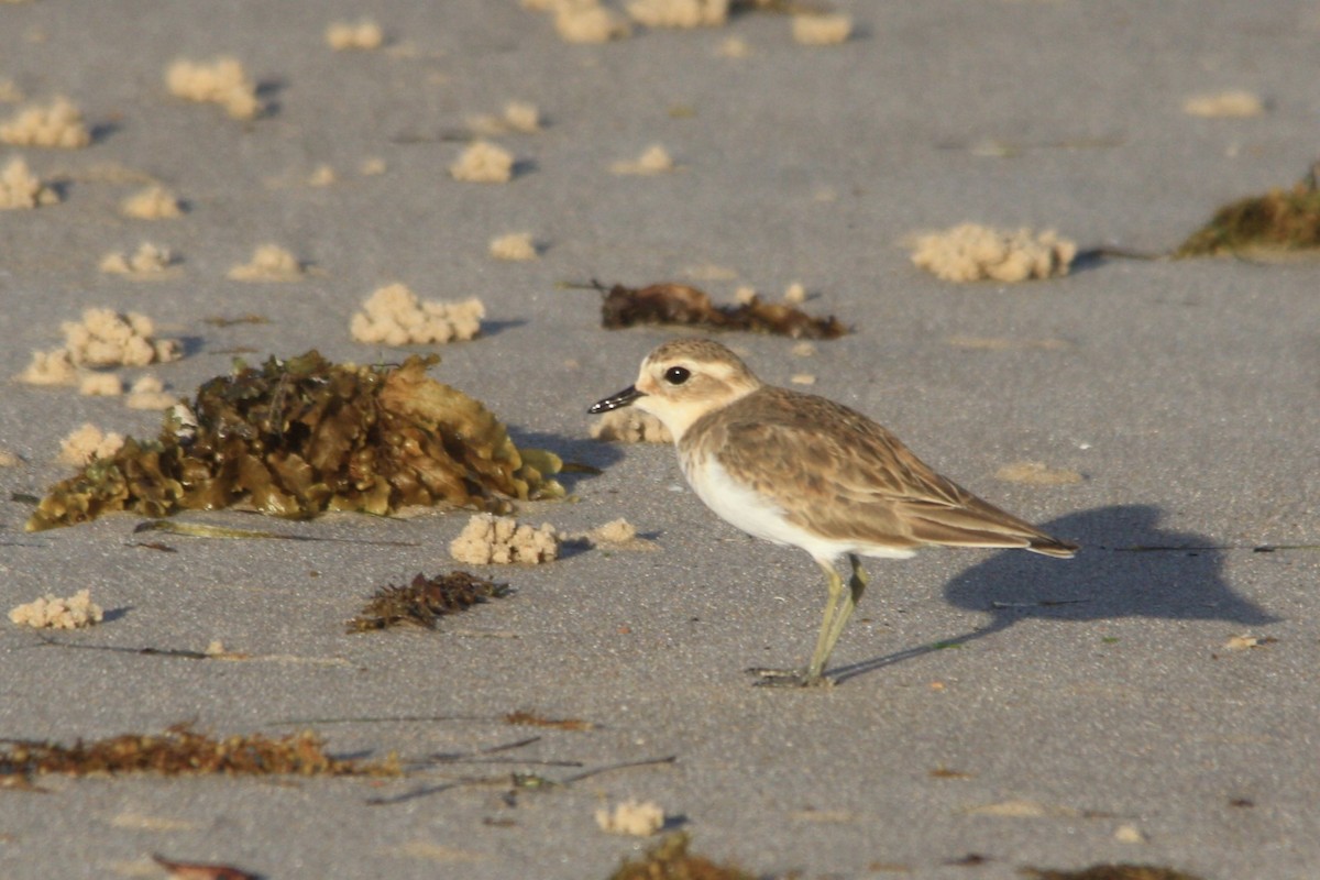 Double-banded Plover - ML618046263