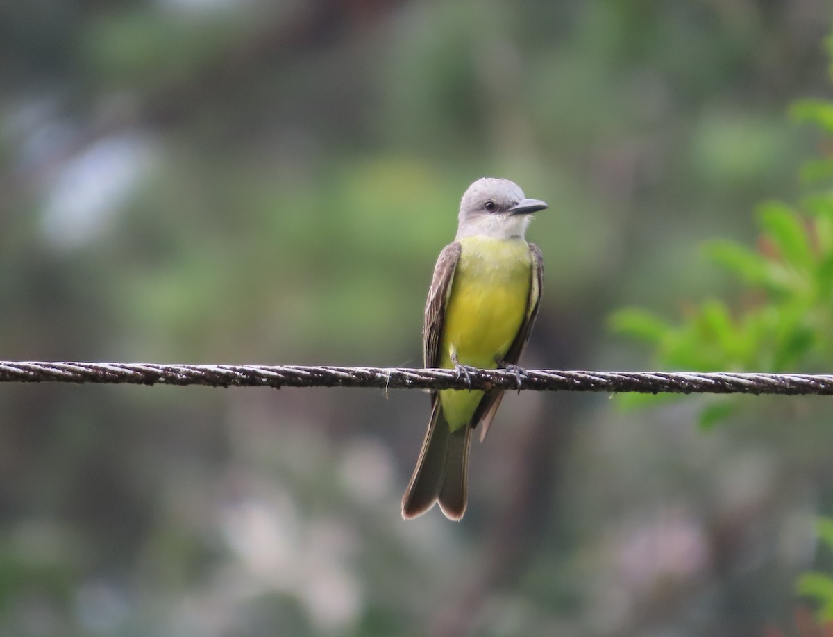 Tropical Kingbird - Michelle Browning