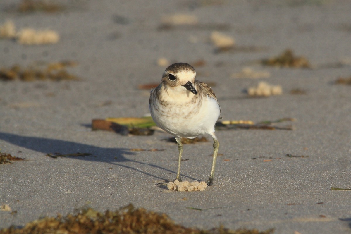 Double-banded Plover - Michael  Willis