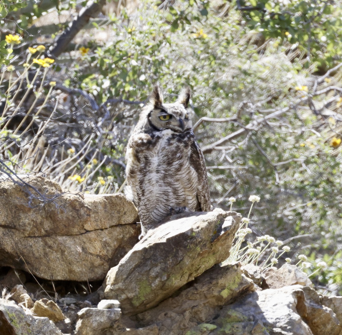Great Horned Owl - ML618046301
