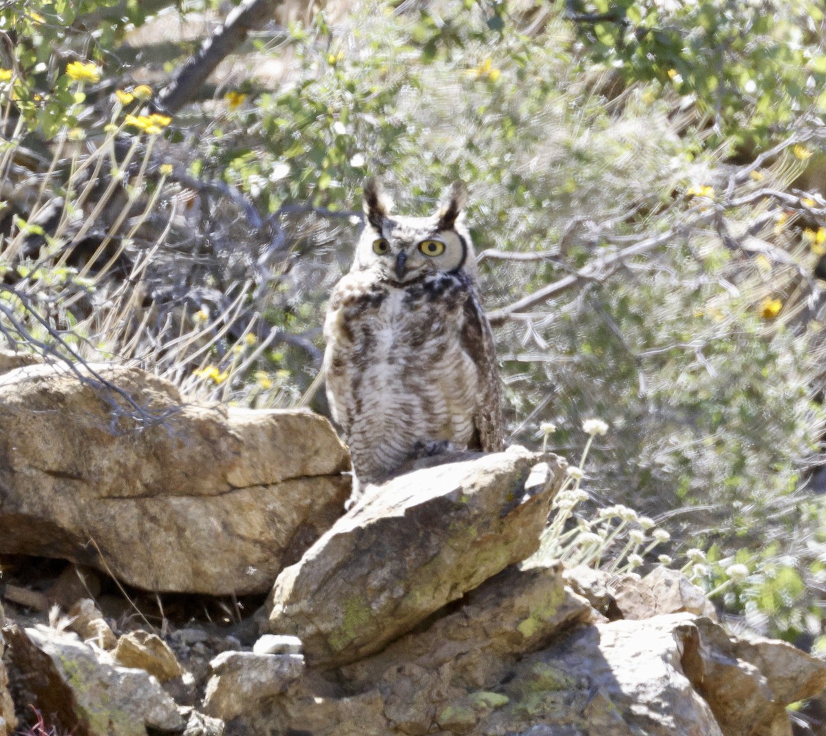 Great Horned Owl - ML618046303