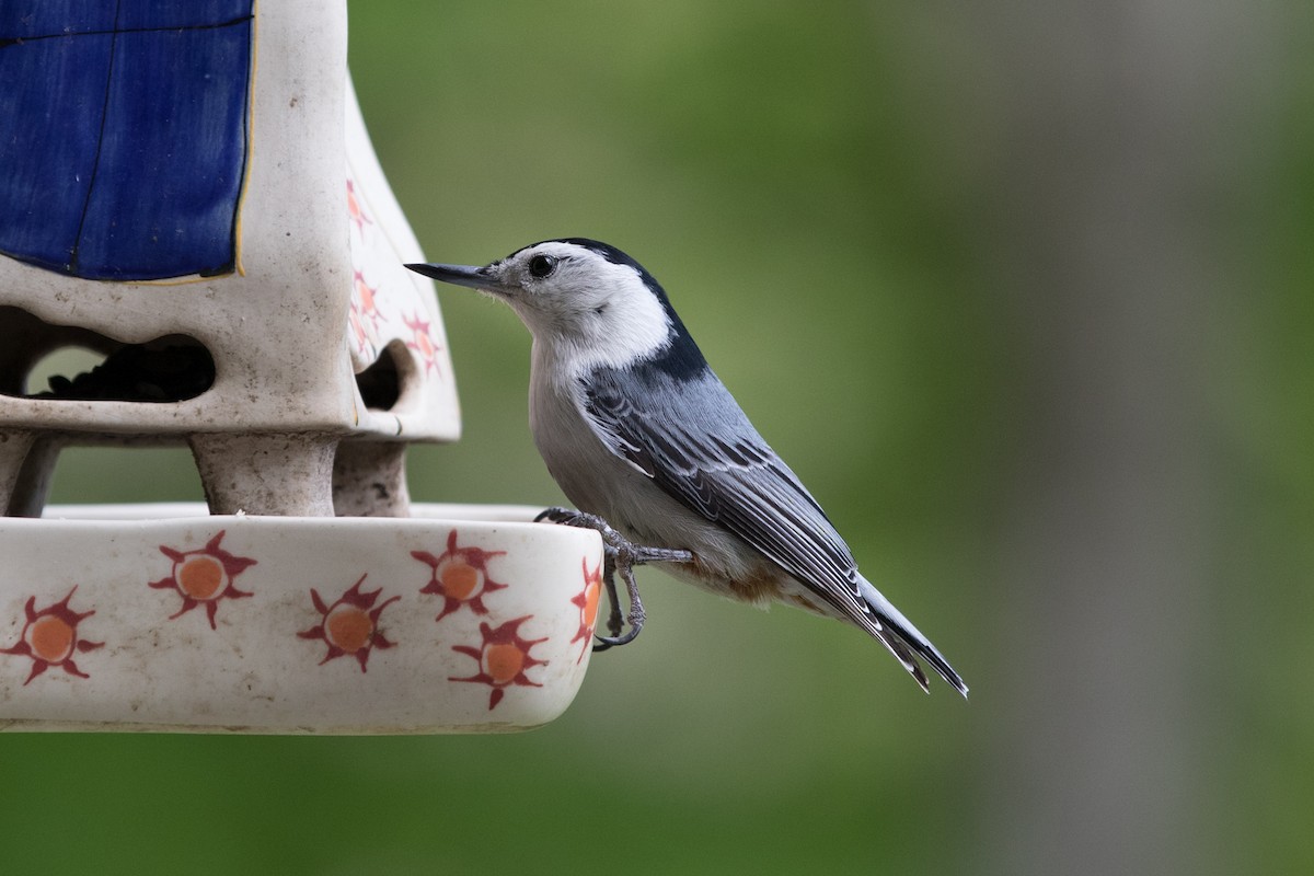 White-breasted Nuthatch - ML618046304