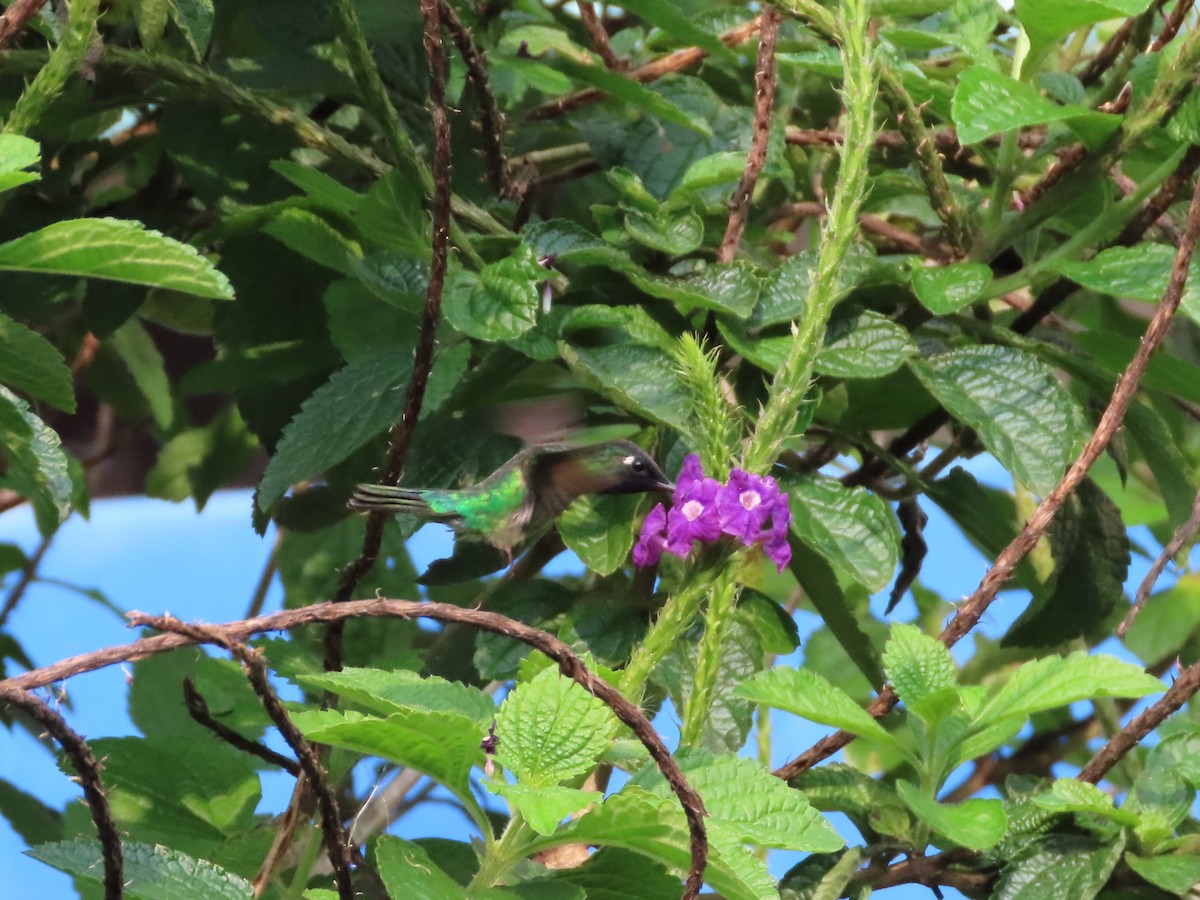 Violet-headed Hummingbird - ML618046321