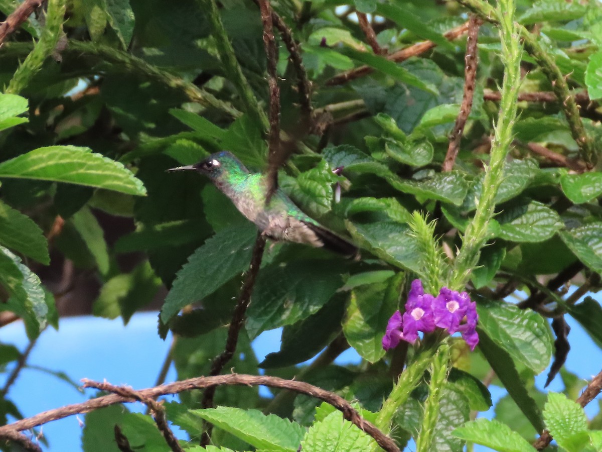 Violet-headed Hummingbird - Michelle Browning
