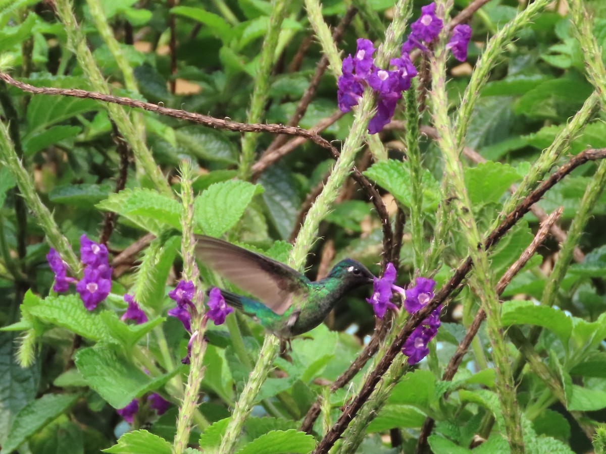Violet-headed Hummingbird - ML618046325