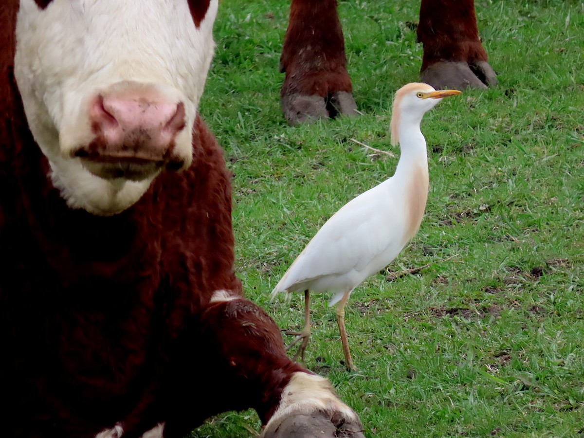 Western Cattle Egret - Kathy Carroll