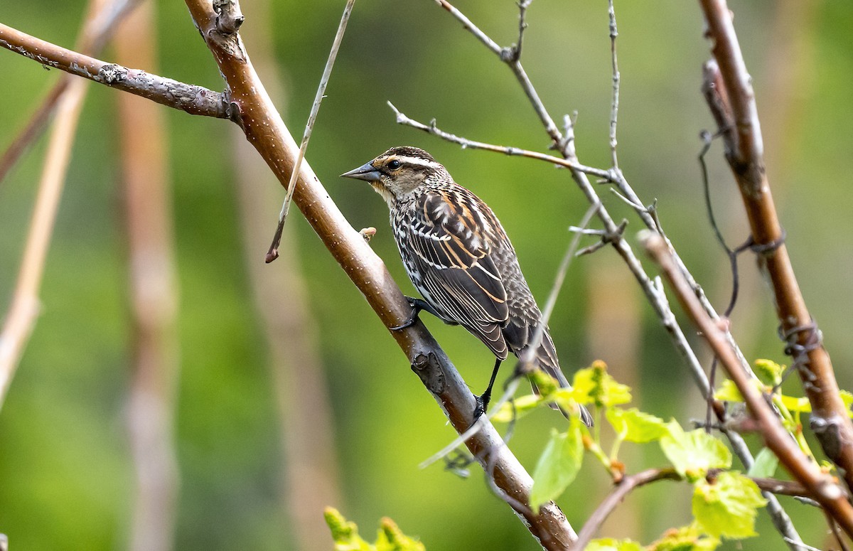 Red-winged Blackbird (Red-winged) - ML618046349