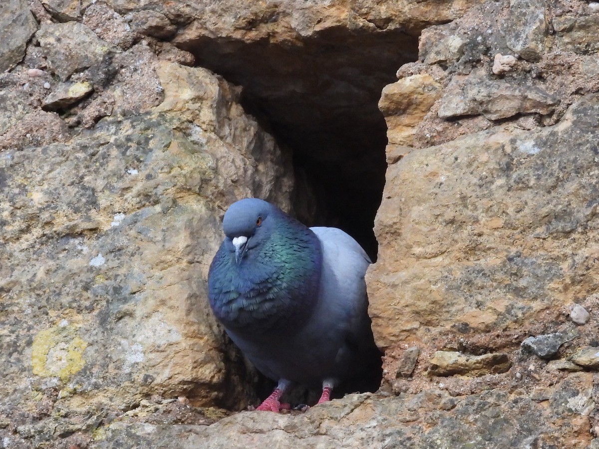 Rock Pigeon (Feral Pigeon) - ML618046352