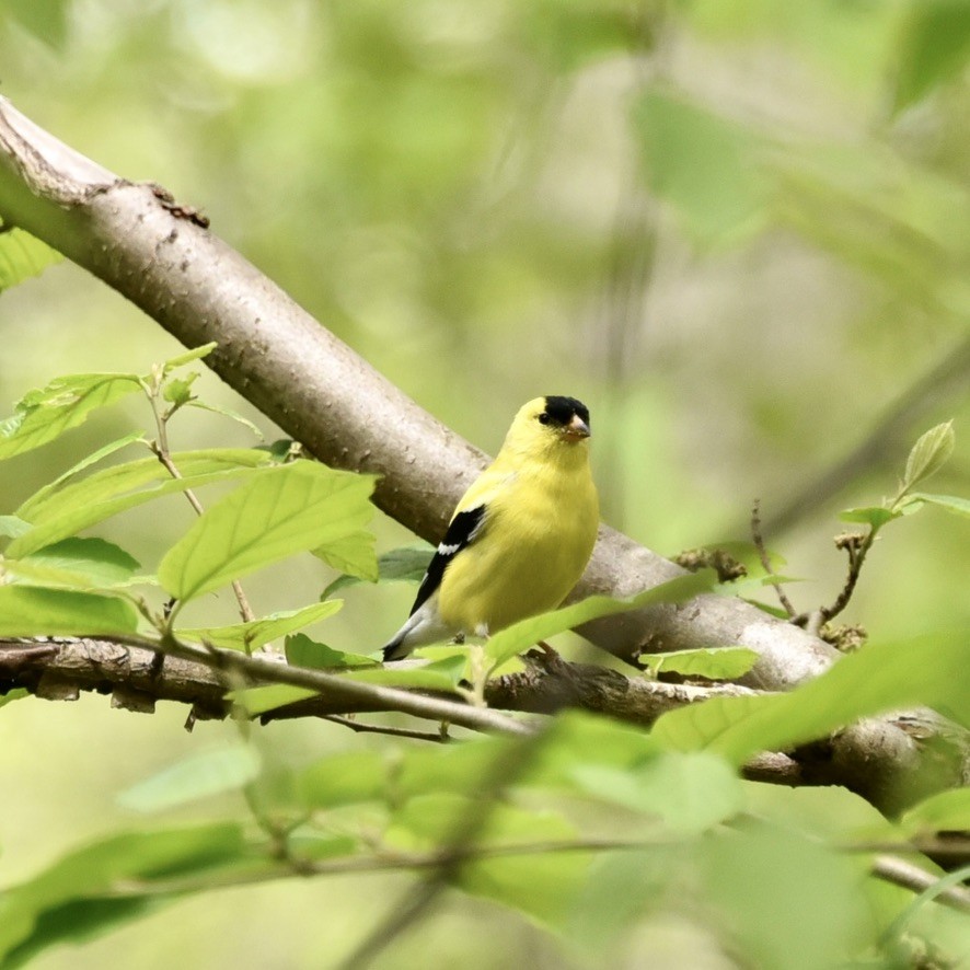 American Goldfinch - Claire He