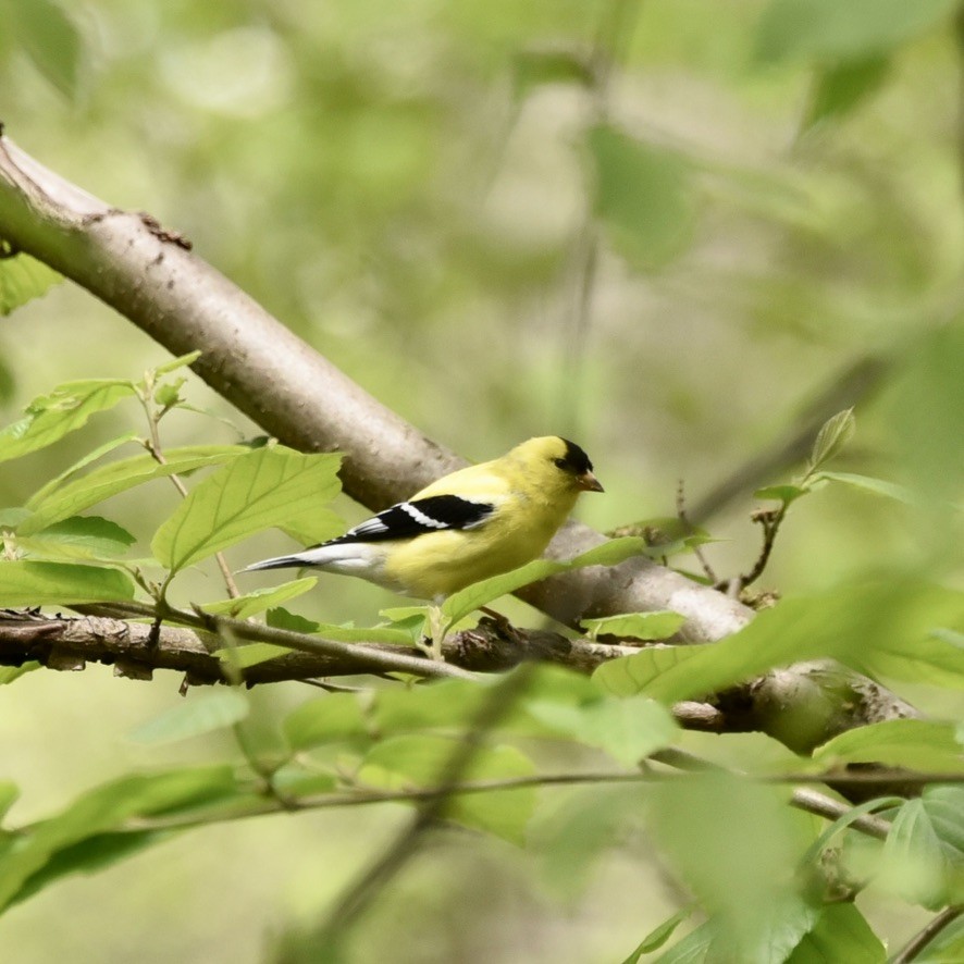 American Goldfinch - Claire He