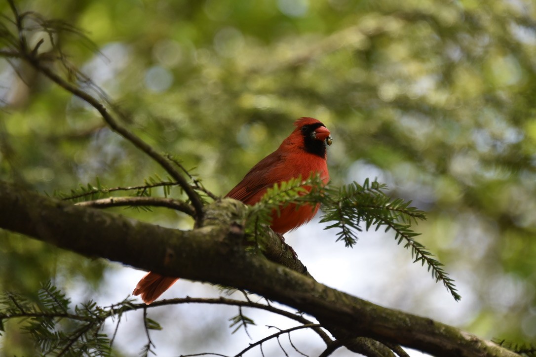 Northern Cardinal - Claire He