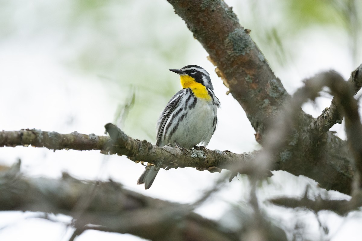 Yellow-throated Warbler - Keith Bowers