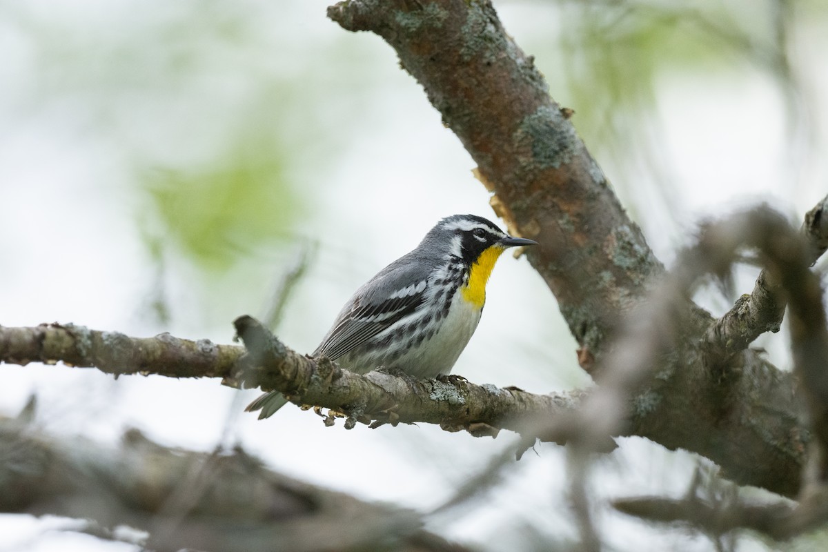 Yellow-throated Warbler - Keith Bowers