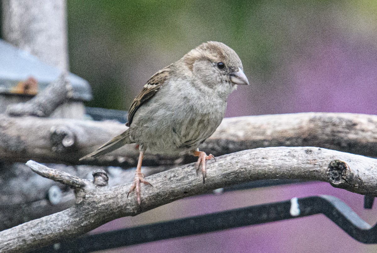 House Sparrow - Bert Filemyr