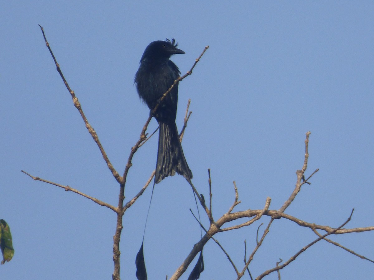 Greater Racket-tailed Drongo - ML618046446