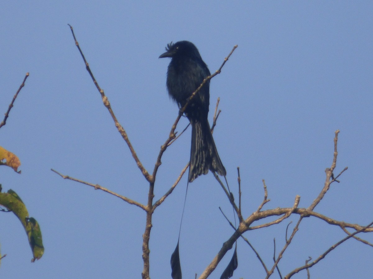 Greater Racket-tailed Drongo - ML618046447