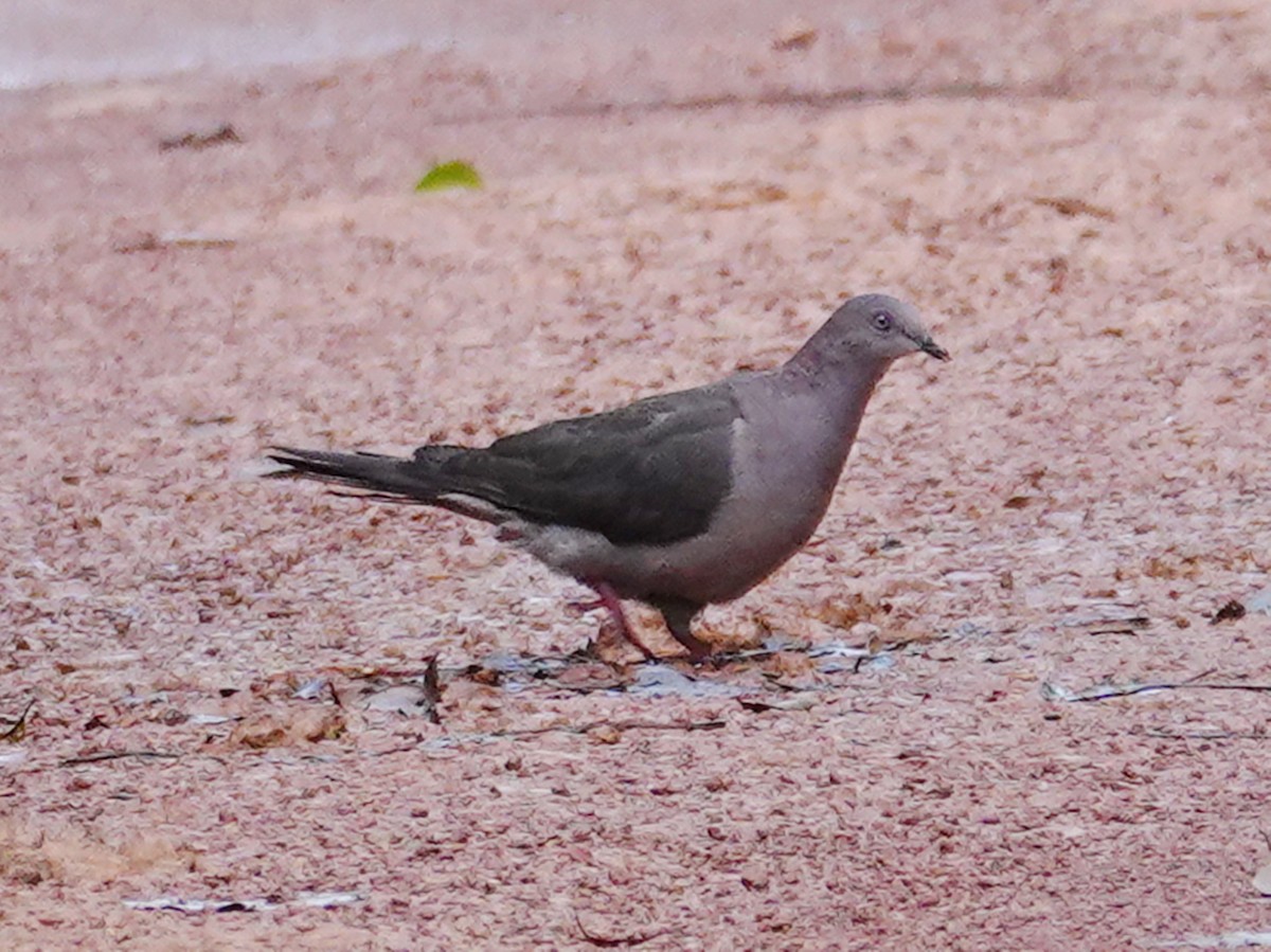 Plumbeous Pigeon - Barry Reed