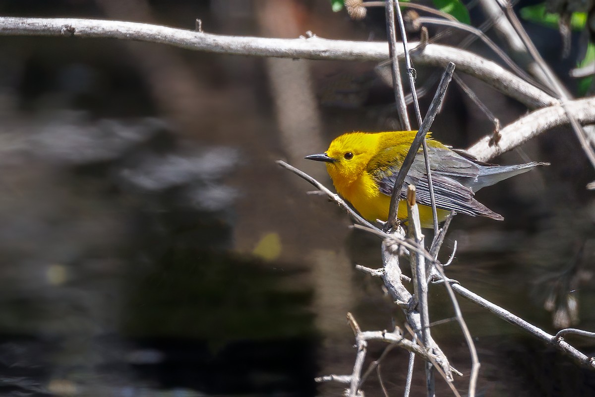 Prothonotary Warbler - ML618046483