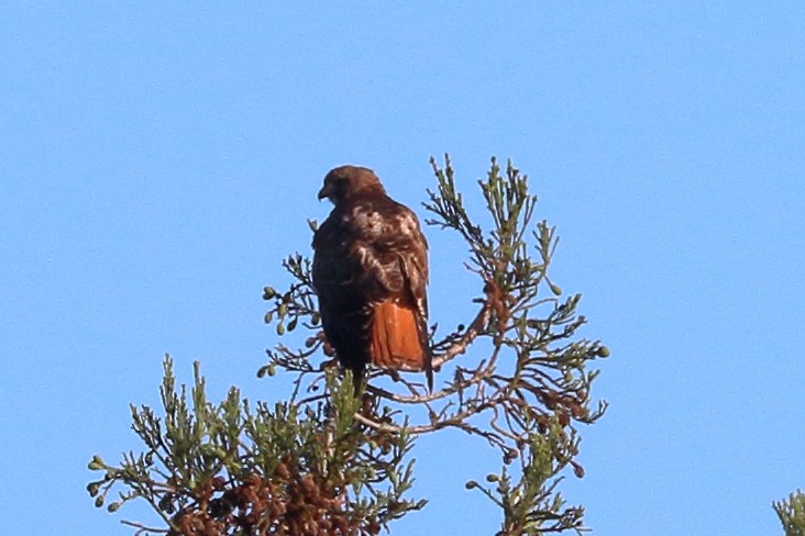 Red-tailed Hawk - ML618046484