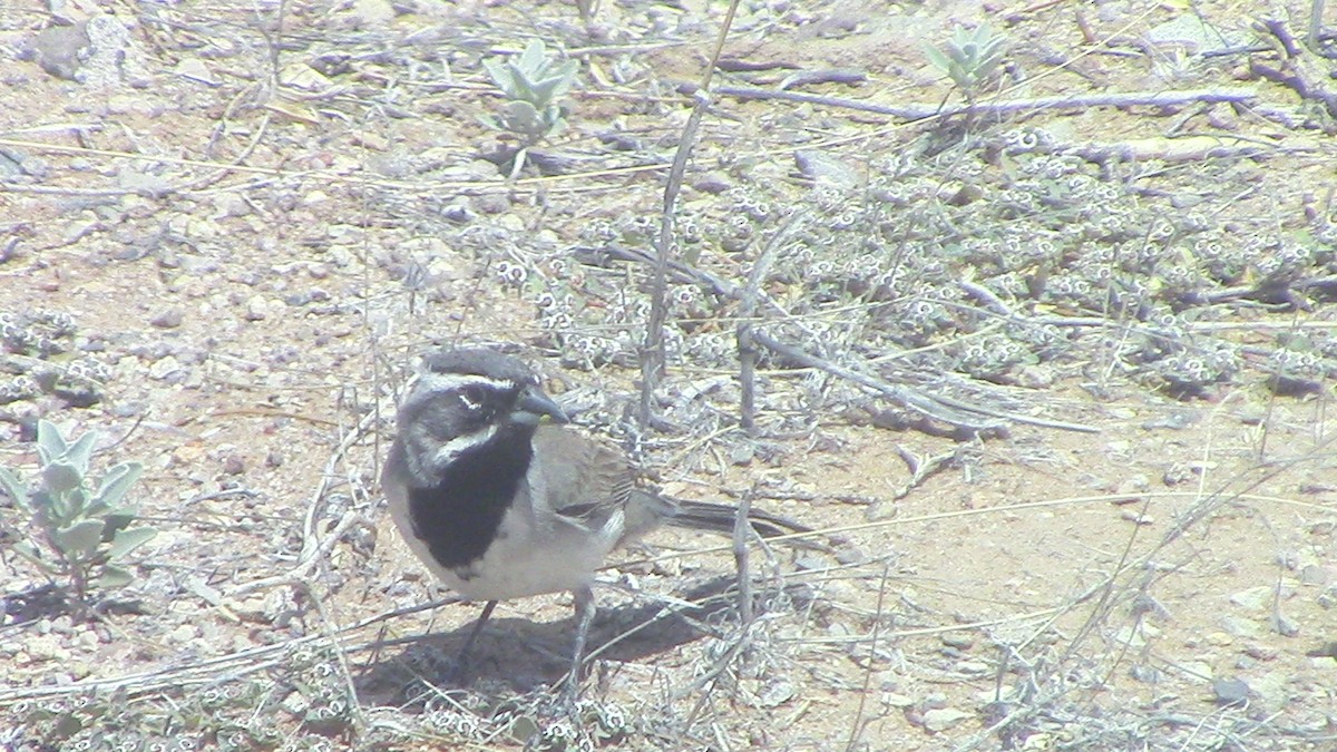Black-throated Sparrow - Oscar Anderson