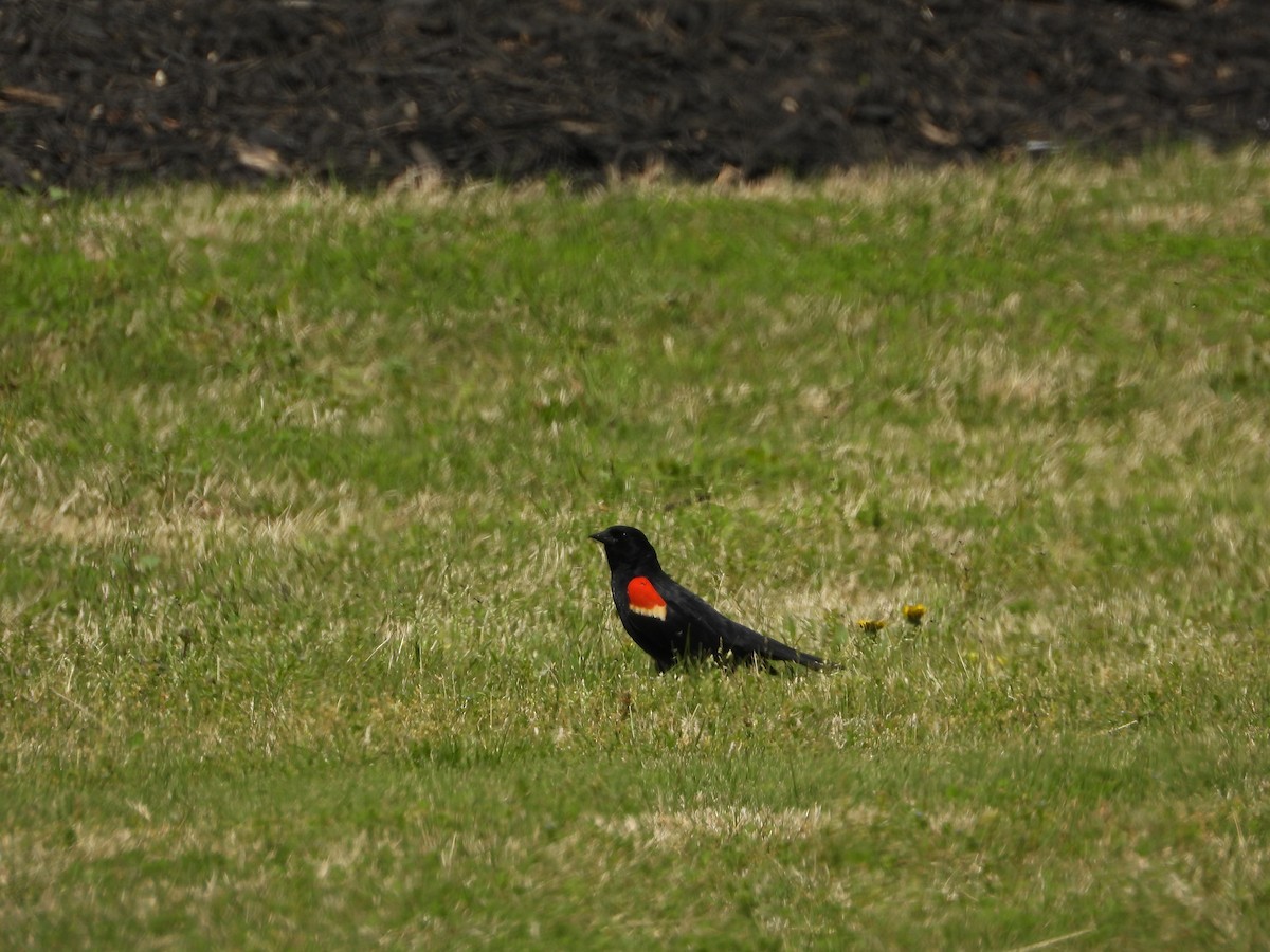 Red-winged Blackbird - ML618046500