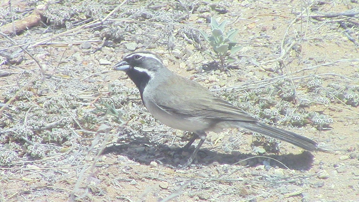 Black-throated Sparrow - ML618046522