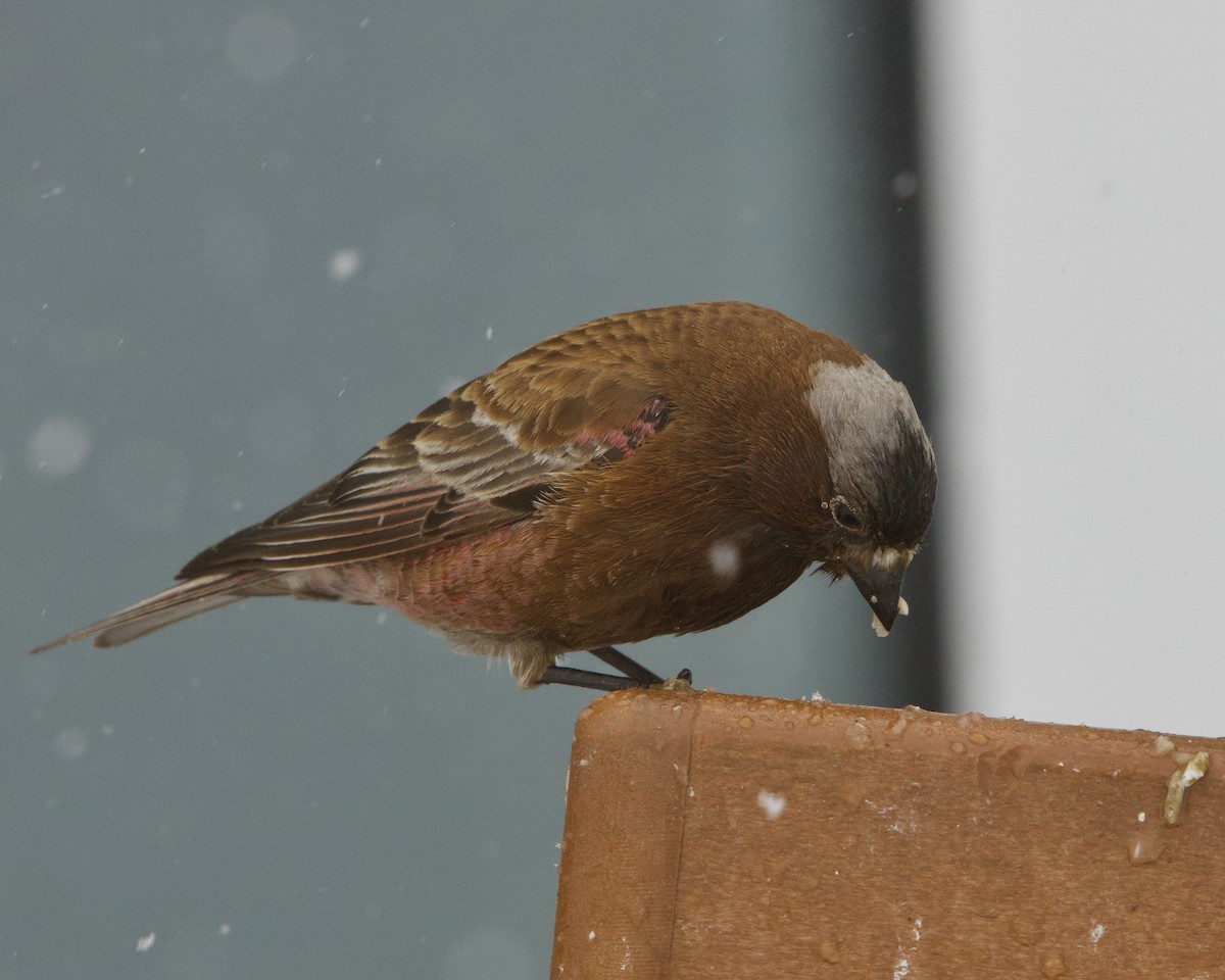 Gray-crowned Rosy-Finch - Colby Baker