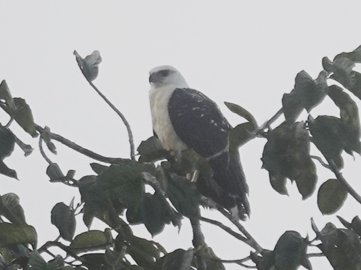 White Hawk (Black-tailed) - ML618046526