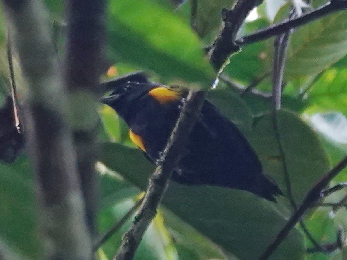 Golden-sided Euphonia - Barry Reed