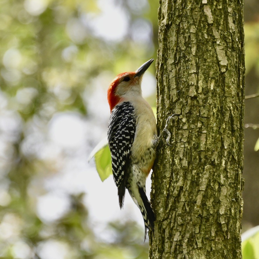 Red-bellied Woodpecker - ML618046573