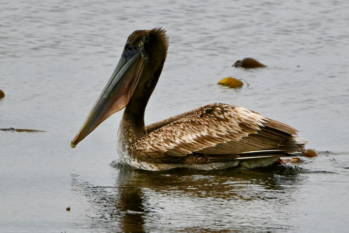 pelikán hnědý - ML618046577