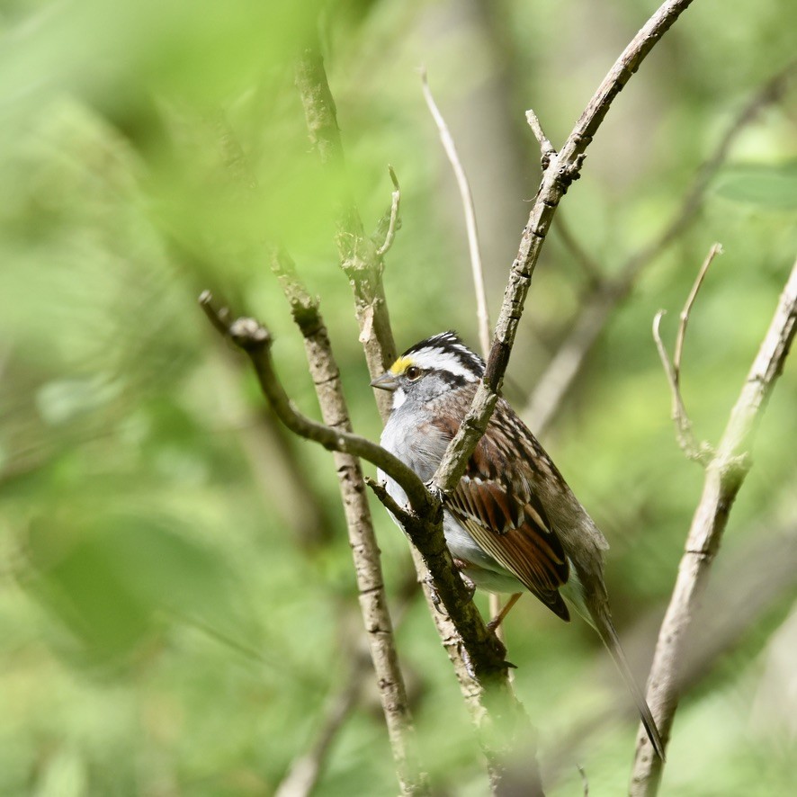 White-throated Sparrow - ML618046579