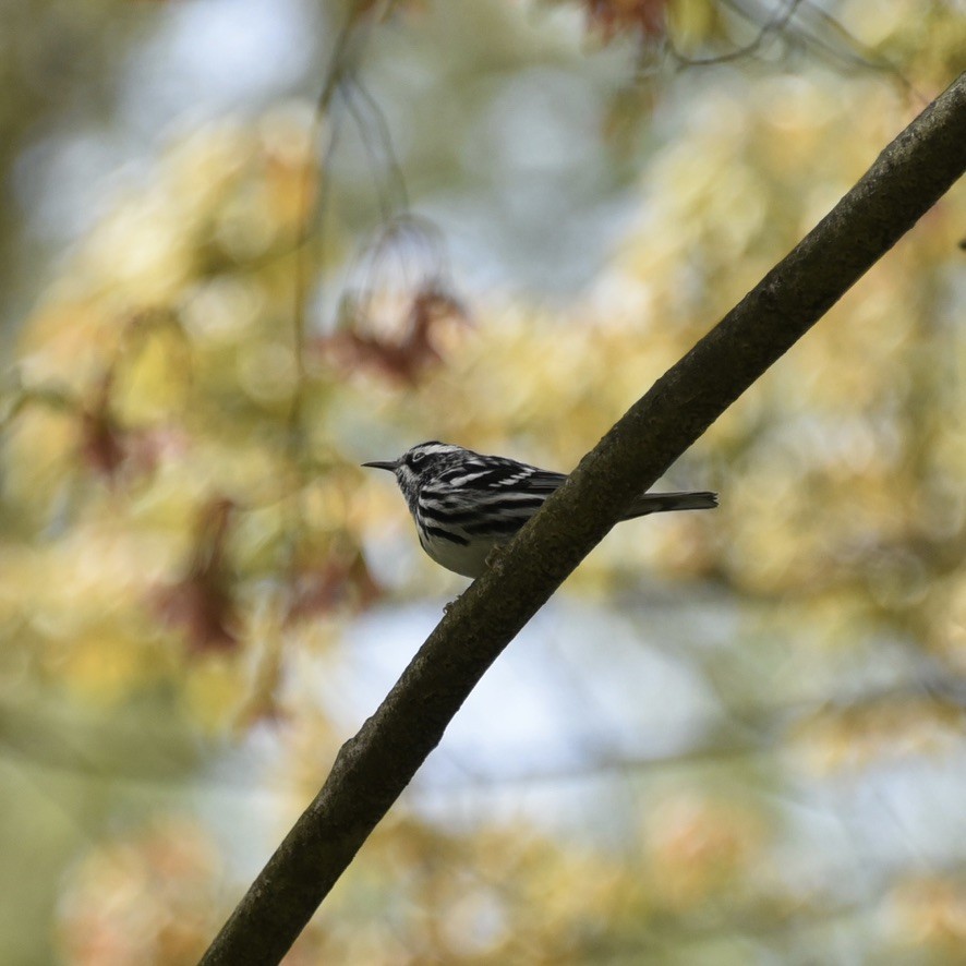 Black-and-white Warbler - ML618046618