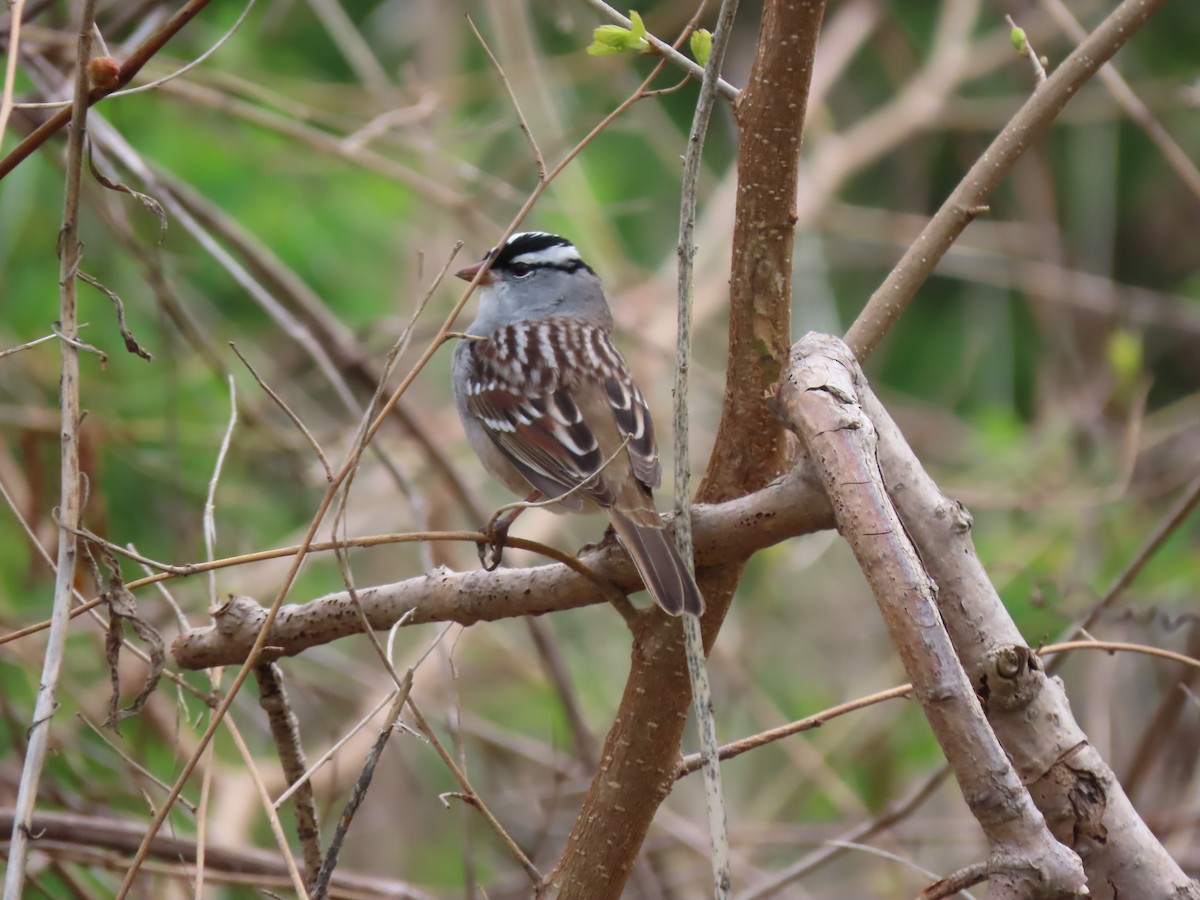 White-crowned Sparrow - Roger Beuck