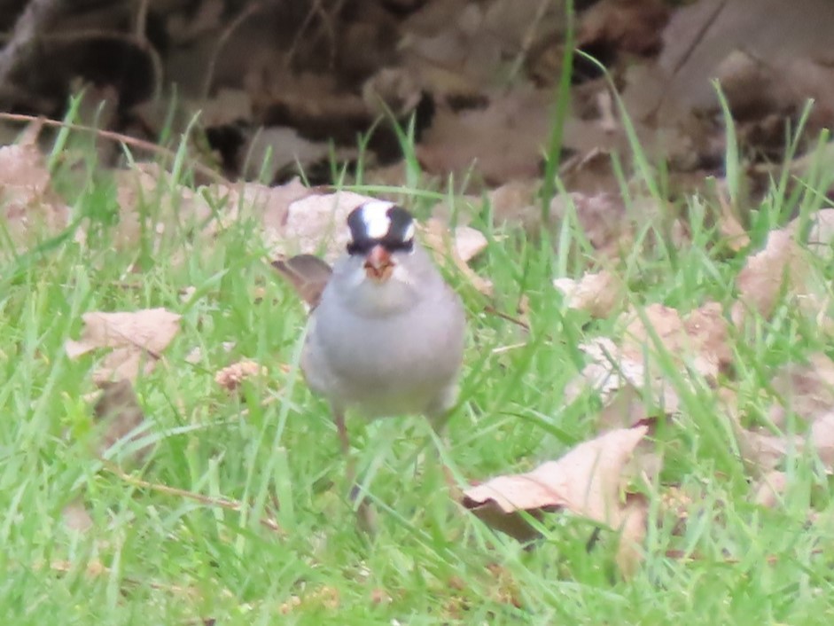 White-crowned Sparrow - ML618046626