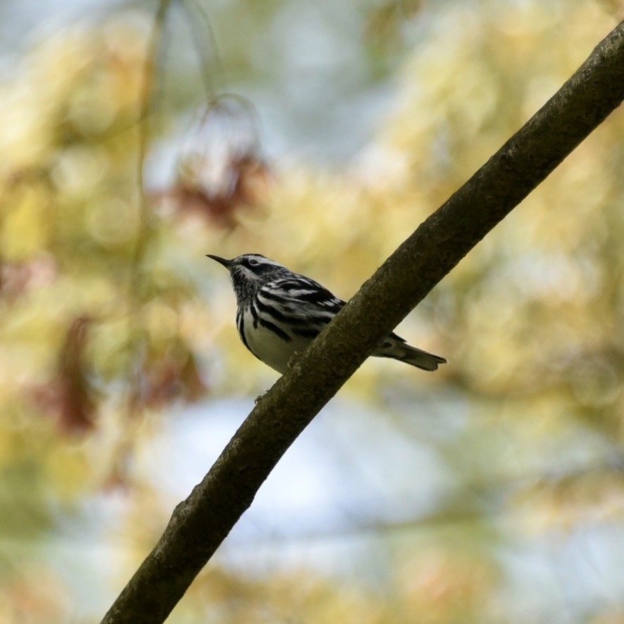 Black-and-white Warbler - ML618046627