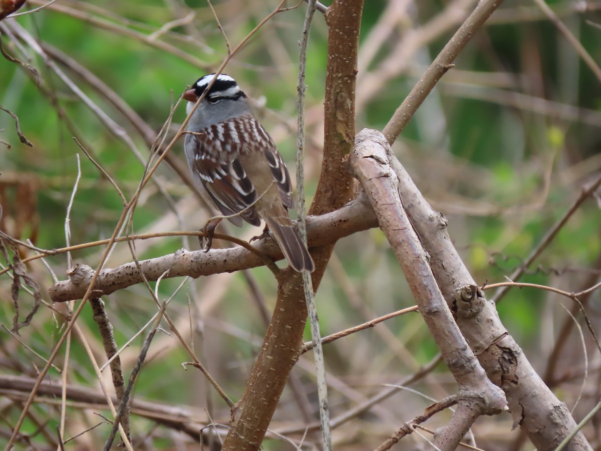 White-crowned Sparrow - ML618046628