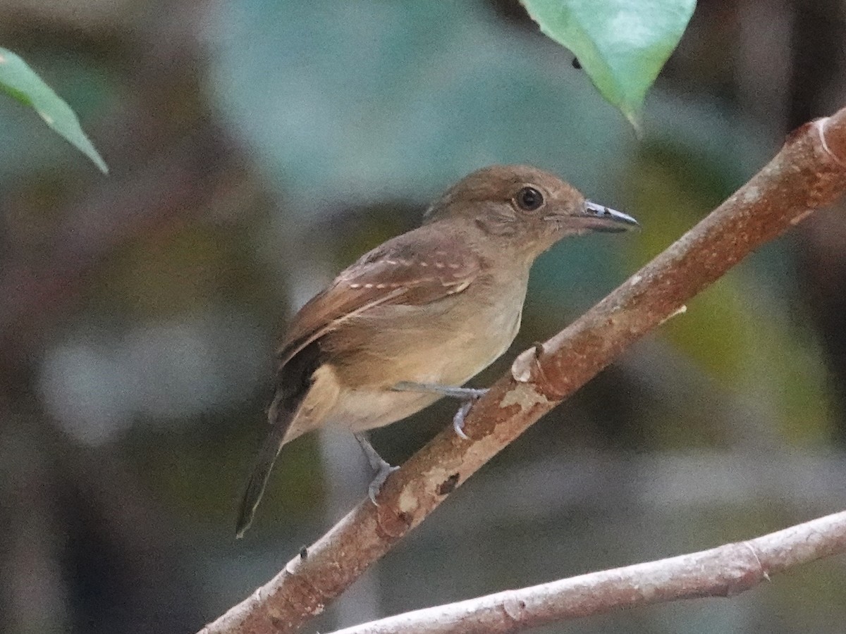 Mouse-colored Antshrike - Barry Reed